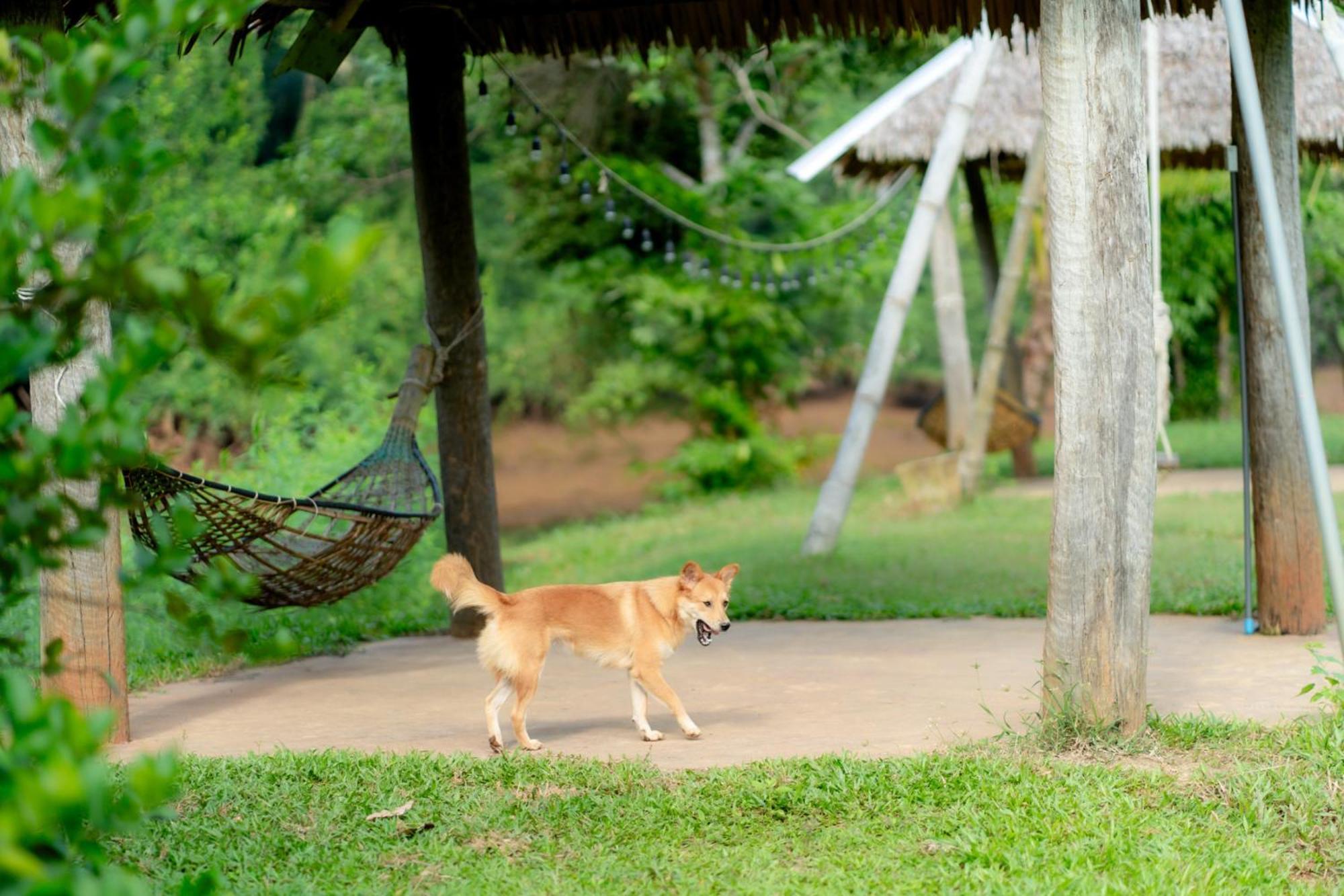 Chiewlan Camp And Resort Ban Pha Saeng Lang Eksteriør billede